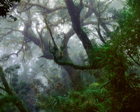 Tamarins Forest in the Mist