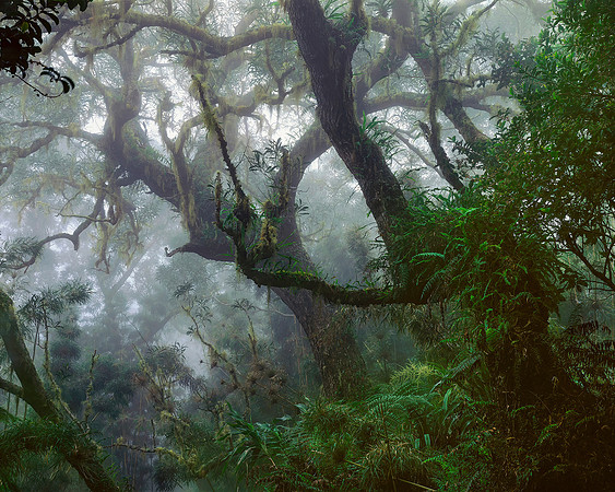 Tamarins Forest in the Mist