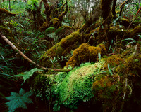Reunion Island Forest