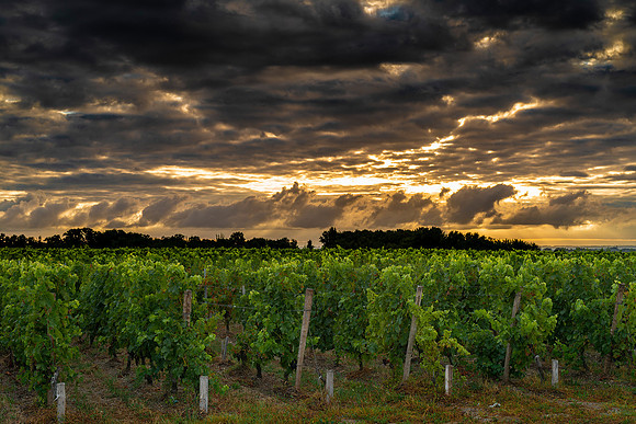 Wine Enthusiast Magazine- USA