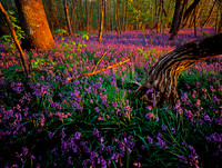 Wildl Hyacinths at dawn