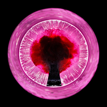 Clos de Corton-Grand Cru-Monopole-Domaine Faiveley.jpg